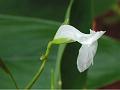 West-Indian Arrowroot